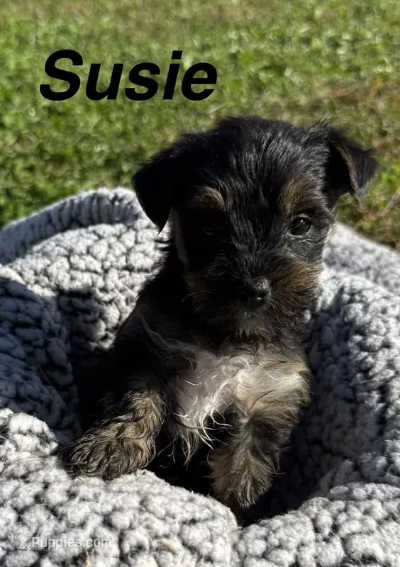 Susie – Yorkipoo puppy for sale in White Pigeon, MI