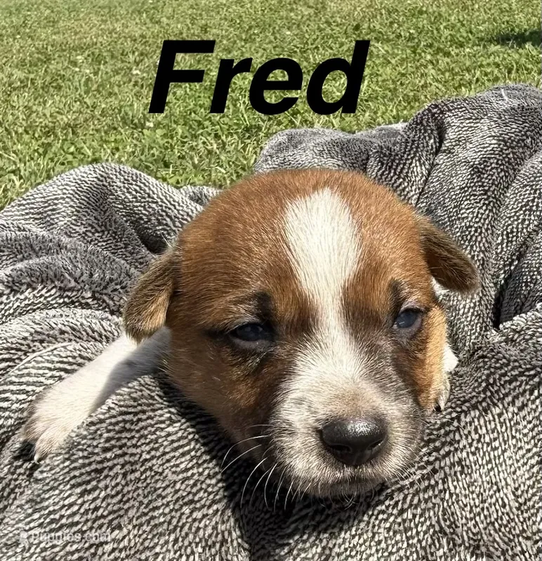 Fred – Jack Russell Terrier, Border Collie puppy for sale in White Pigeon, MI