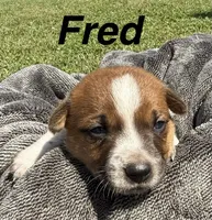 Fred, a male Jack Russell Terrier and Border Collie for sale in White Pigeon, MI – 1 of 7