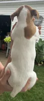 Maggie, a female Jack Russell Terrier for sale in White Pigeon, MI – 2 of 5