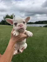 Carol, a female French Bulldog for sale in White Pigeon, MI – 9 of 10