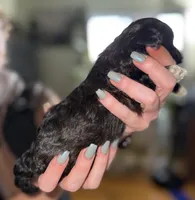 Ivar, a female Shihpoo for sale in White Pigeon, MI – Photo 5 of 5