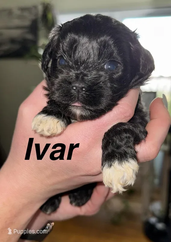 Ivar, a female Shihpoo for sale in White Pigeon, MI – Photo 1 of 5