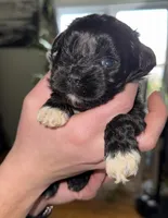 Ivar, a female Shihpoo for sale in White Pigeon, MI – Photo 4 of 5