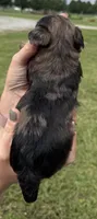 Claire, a female Yorkipoo for sale in White Pigeon, MI – 5 of 10