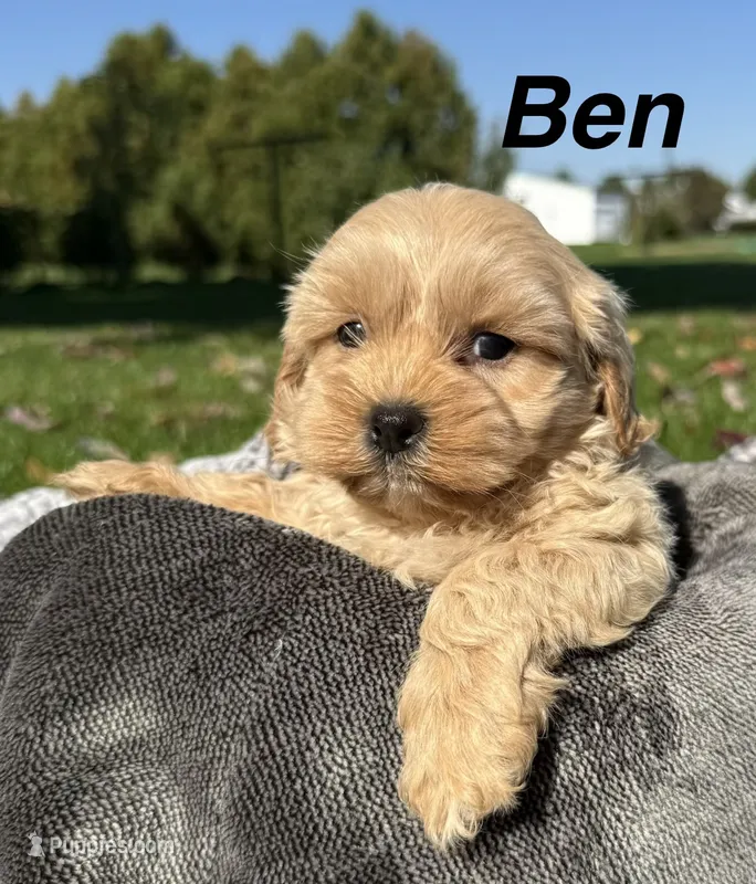 Ben – Shihpoo puppy for sale in White Pigeon, MI