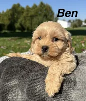 Ben, a male Shihpoo for sale in White Pigeon, MI – 1 of 7