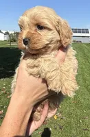 Ben, a male Shihpoo for sale in White Pigeon, MI – 2 of 7
