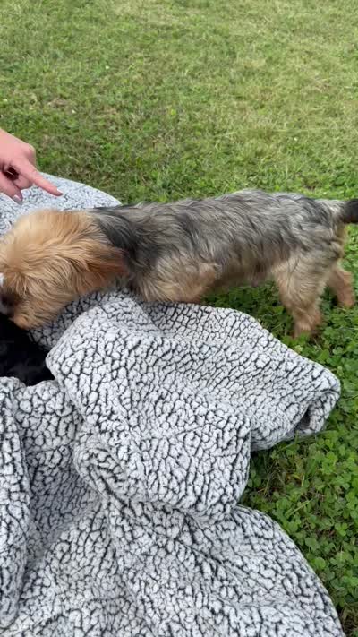 Missy, a female Yorkipoo for sale in White Pigeon, MI – 8 of 10