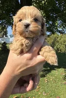 Kim, a female Shihpoo for sale in White Pigeon, MI – 2 of 8