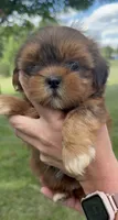 Piper, a female Shorkie for sale in White Pigeon, MI – 4 of 7