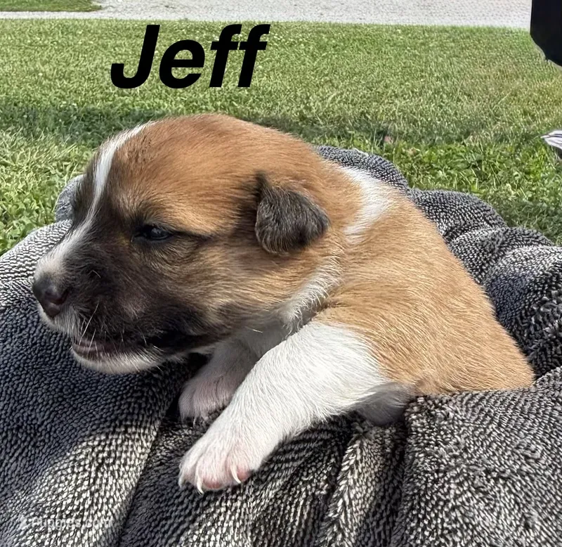 Jeff – Jack Russell Terrier, Border Collie puppy for sale in White Pigeon, MI