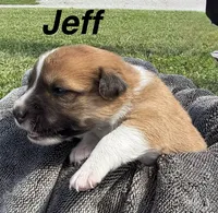Jeff, a male Jack Russell Terrier and Border Collie for sale in White Pigeon, MI – 1 of 7
