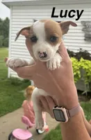 Lucy, a female Jack Russell Terrier for sale in White Pigeon, MI – 1 of 7