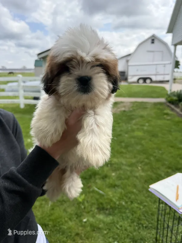 Jack – Shorkie puppy for sale in White Pigeon, MI