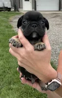 Gary, a male French Bulldog for sale in White Pigeon, MI – 5 of 8