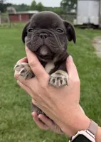 Walter, a male French Bulldog for sale in White Pigeon, MI – 3 of 5