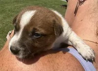 Fred, a male Jack Russell Terrier and Border Collie for sale in White Pigeon, MI – 5 of 7