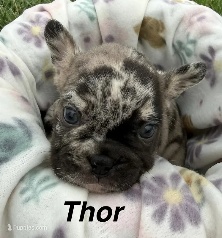 Thor – French Bulldog puppy for sale in White Pigeon, MI