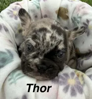 Thor, a male French Bulldog for sale in White Pigeon, MI – 1 of 7