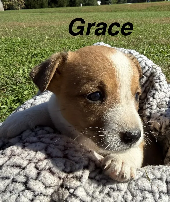 Grace – Jack Russell Terrier, Border Collie puppy for sale in White Pigeon, MI