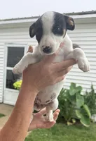 Missy, a female Jack Russell Terrier for sale in White Pigeon, MI – 2 of 5