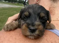Claire, a female Yorkipoo for sale in White Pigeon, MI – 3 of 10