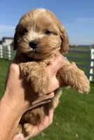 Stacy, a female Shihpoo for sale in White Pigeon, MI – 6 of 7