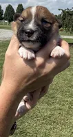 Jeff, a male Jack Russell Terrier and Border Collie for sale in White Pigeon, MI – 2 of 7
