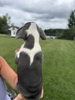 Jenny, a female French Bulldog for sale in White Pigeon, MI – 4 of 10