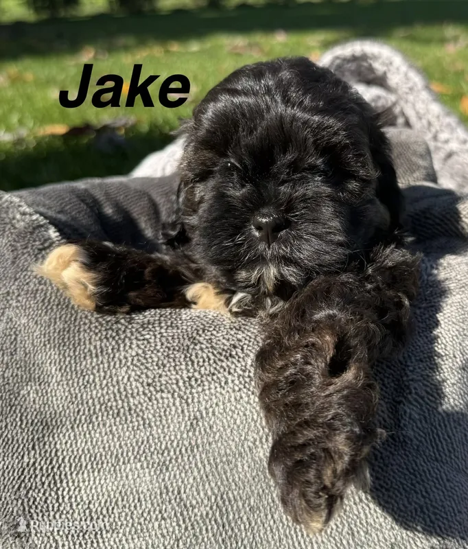 Jake – Shihpoo puppy for sale in White Pigeon, MI