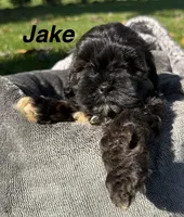 Jake, a male Shihpoo for sale in White Pigeon, MI – 1 of 7
