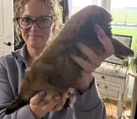 Jerry, a male Shorkie for sale in White Pigeon, MI – Photo 2 of 3