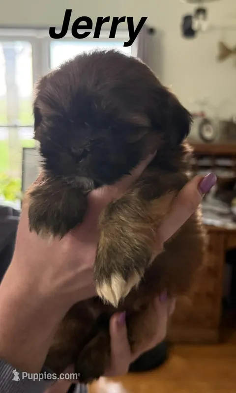 Jerry – Shorkie puppy for sale in White Pigeon, MI