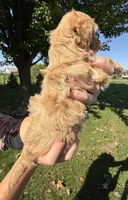Kim, a female Shihpoo for sale in White Pigeon, MI – 6 of 8