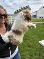 Jack, a male Shorkie for sale in White Pigeon, MI – 2 of 7