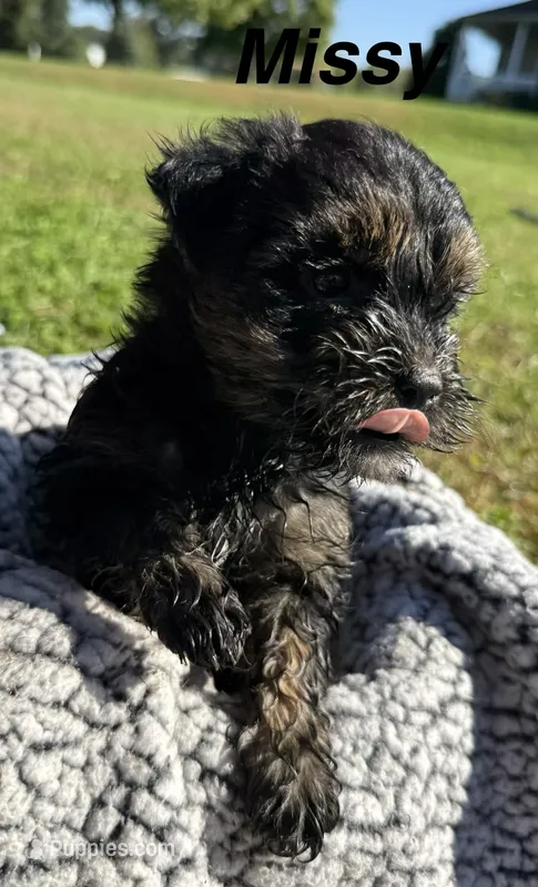 Missy – Yorkipoo puppy for sale in White Pigeon, MI