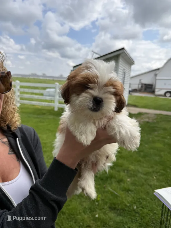 Alvin – Shorkie puppy for sale in White Pigeon, MI