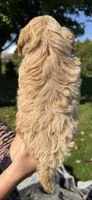 Tom, a male Shihpoo for sale in White Pigeon, MI – 5 of 6