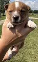 Eddy, a male Jack Russell Terrier and Border Collie for sale in White Pigeon, MI – 5 of 7