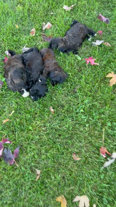 Jerry, a male Shihpoo for sale in White Pigeon, MI – 7 of 7
