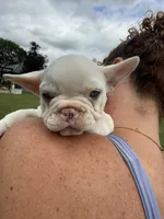 Carol, a female French Bulldog for sale in White Pigeon, MI – 7 of 10