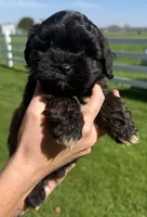 Jeff, a male Shihpoo for sale in White Pigeon, MI – 4 of 7