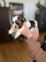 Bill, a male Shorkie for sale in White Pigeon, MI – Photo 2 of 4