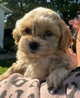 Tom, a male Shihpoo for sale in White Pigeon, MI – 2 of 6