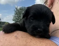 Earl, a male Yorkipoo for sale in White Pigeon, MI – 5 of 10
