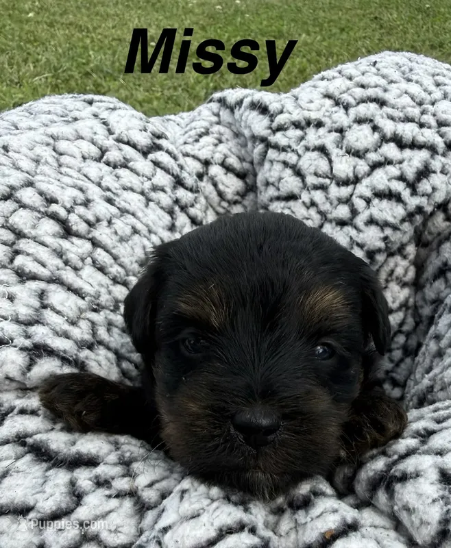 Missy – Yorkipoo puppy for sale in White Pigeon, MI