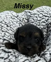 Missy, a female Yorkipoo for sale in White Pigeon, MI – 1 of 10
