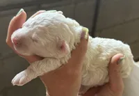 Opal, a female Poodle - Miniature  for sale in White Pigeon, MI – 3 of 8