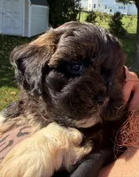 Jerry, a male Shihpoo for sale in White Pigeon, MI – 2 of 7
